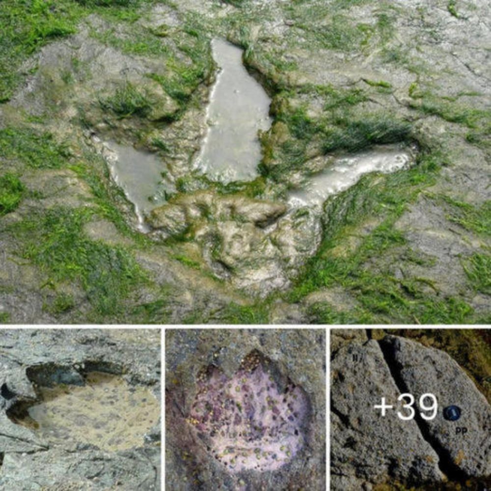 Unveiling Ancient Footprints Dinosaur Tracks Found On Scotlands Isle