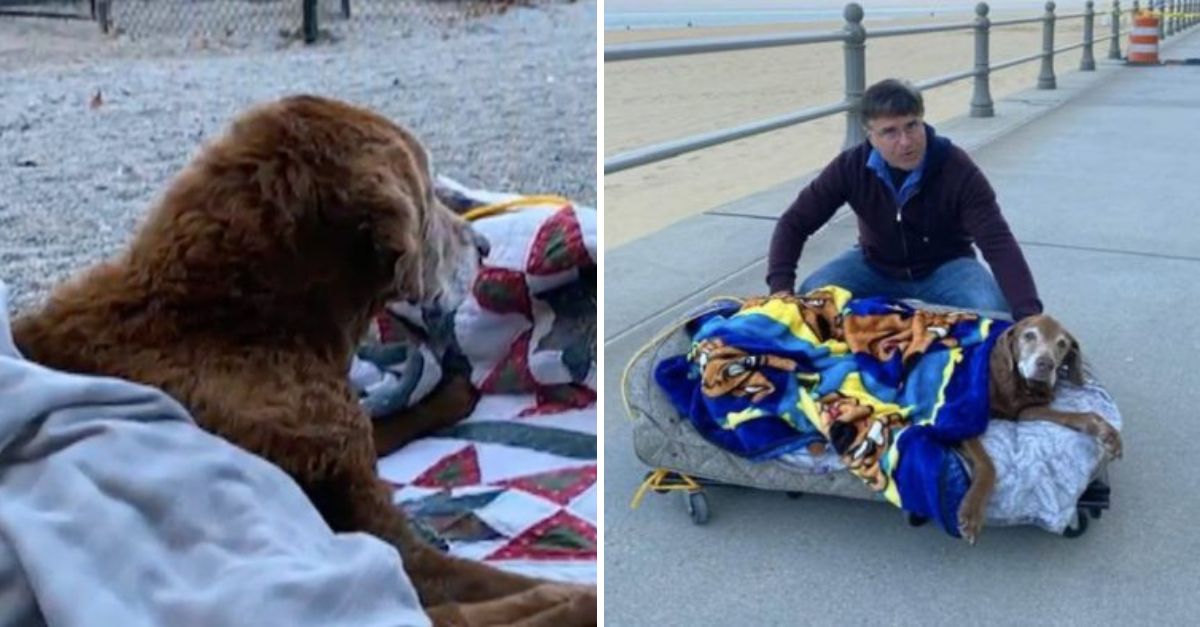 Un Amor Hasta el Final: Fabrica una Cama Móvil para que su Perrita Anciana Disfrute su Último Paseo en la Playa