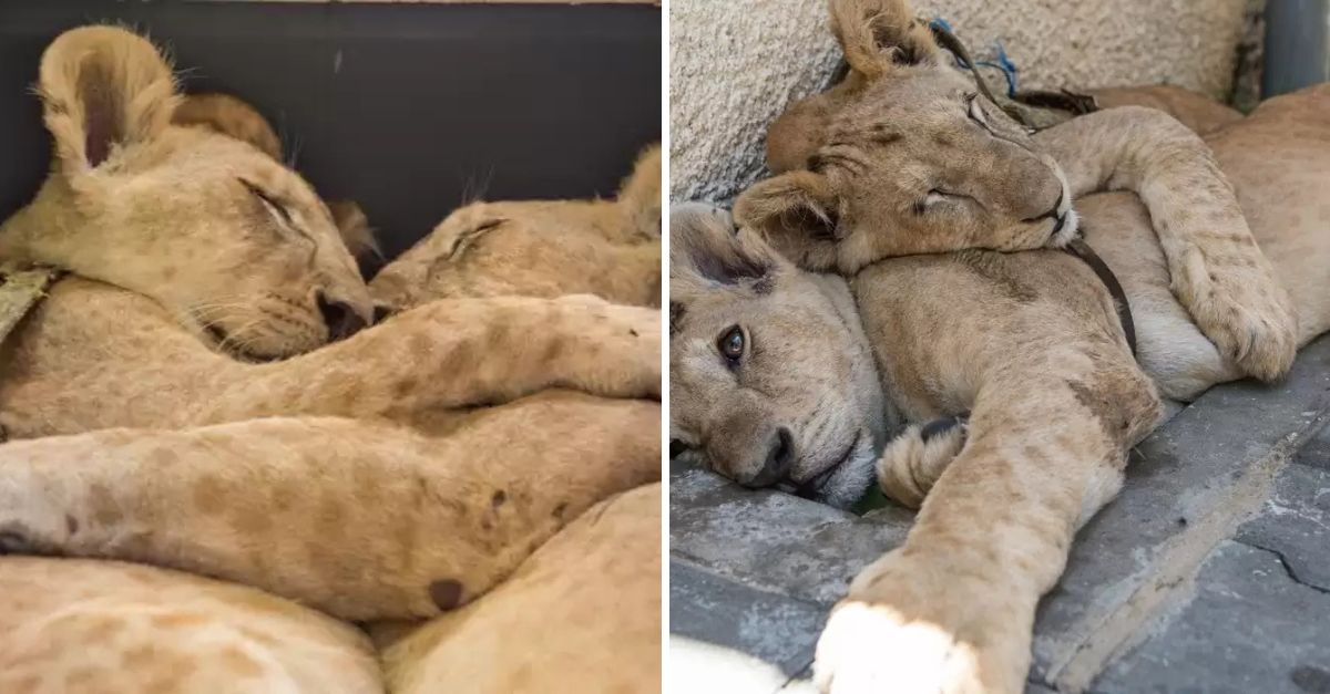 Brother, Hold Me Tight: Lion Siblings Find Comfort in Each Other After Months of Struggle in a Refugee Camp