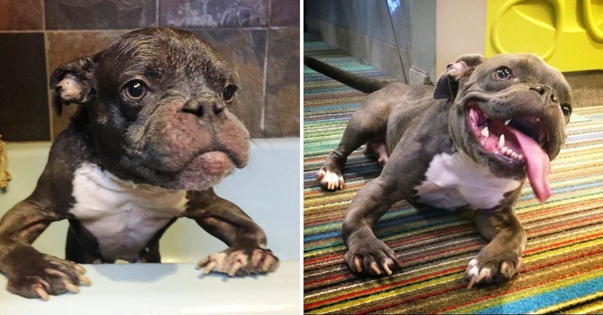 Sassy, la pitbull con enanismo que conquista corazones sin saber cuán pequeña es realmente