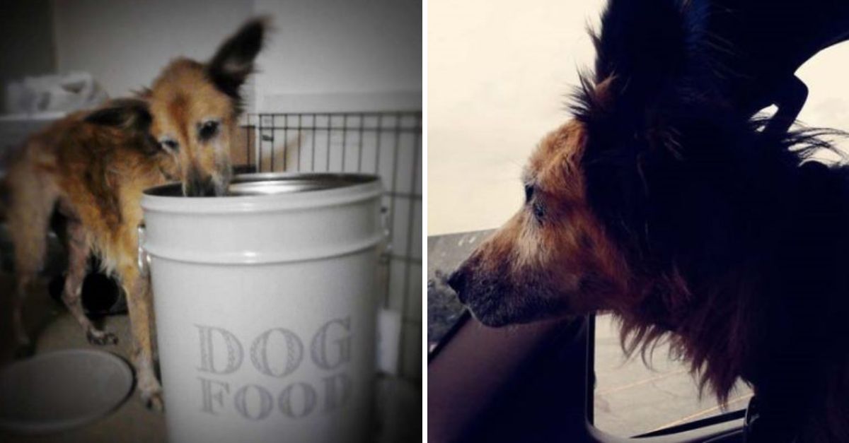 “Nadie lo quería, pero ella sí”: Mujer adopta perrito anciano y le regala un último hogar lleno de amor