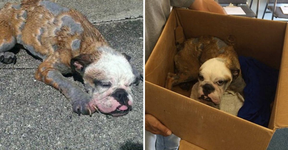 Abandonada por tener sarna, Princess volvió a sonreír gracias al poder del amor que todo lo cura.