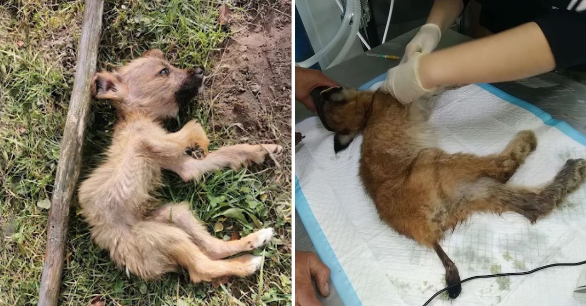 A miracle of love: lost and exhausted puppy finds warmth and hope in the gentle arms of a kind angel.