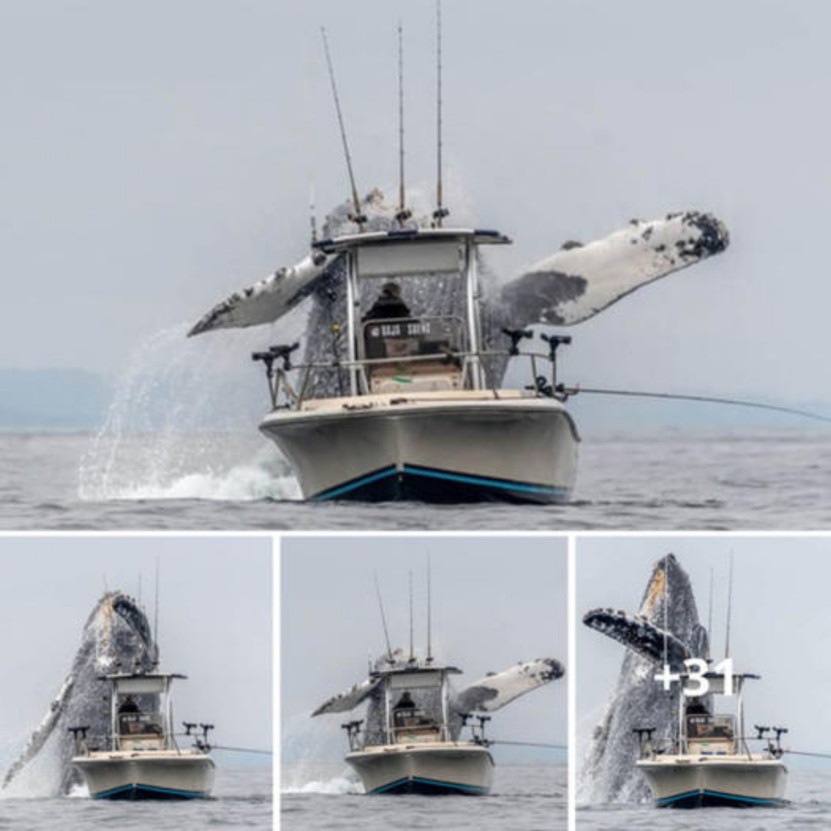 Once-In-A-Lifetime Footage Of A Massive Humpback Whale Leaping Out Of The Water Next To A Fishing Boat