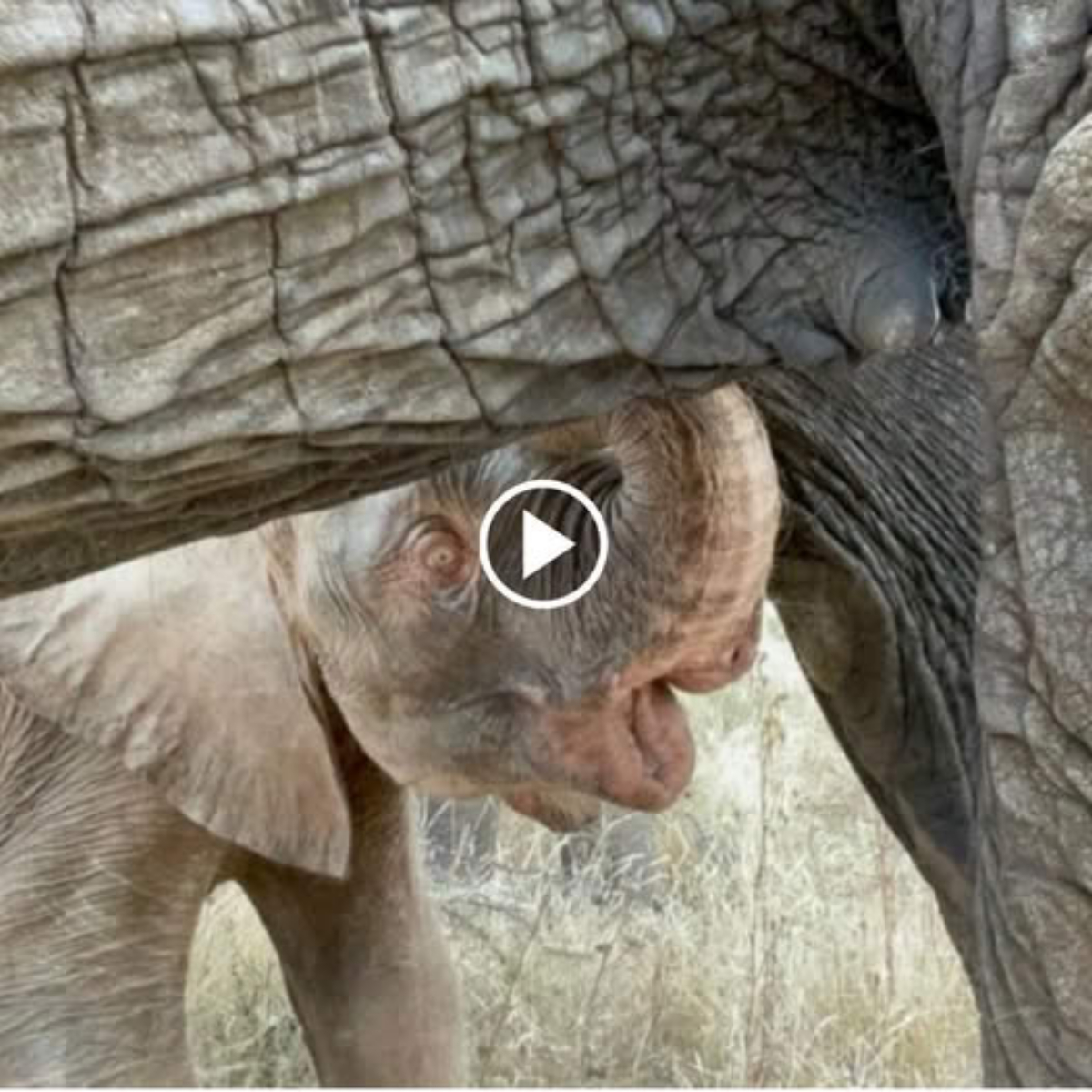 A Rагe Moment Of Baby Elephant Breastfeeding Nursing In Wіld