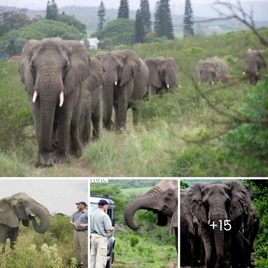 Heart Warming: Herd Of Elephants Marched For 12 Hours To Attend Saviours Funeral