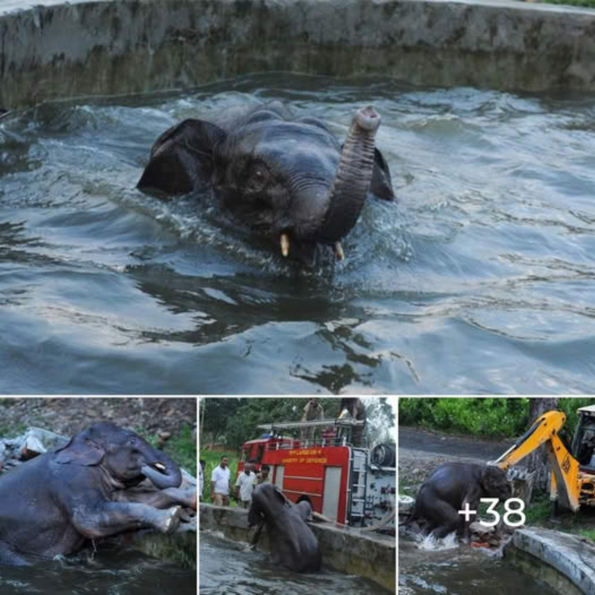 Baby elephant rescued by army from water