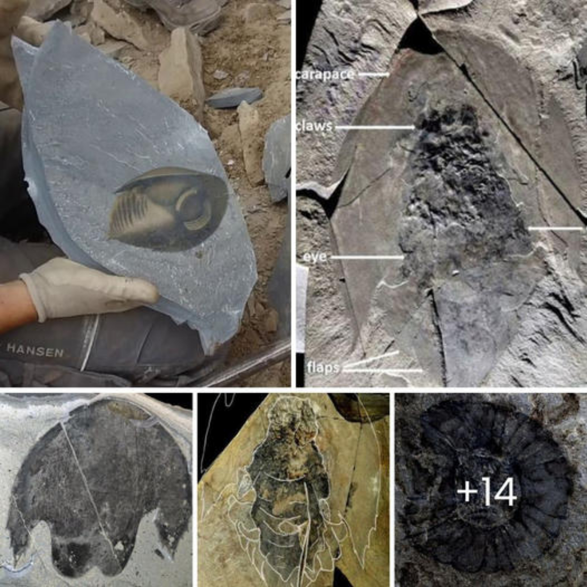 Fossil Of Creature, With Head Like “Star Wars” Spaceship, Found In Canada