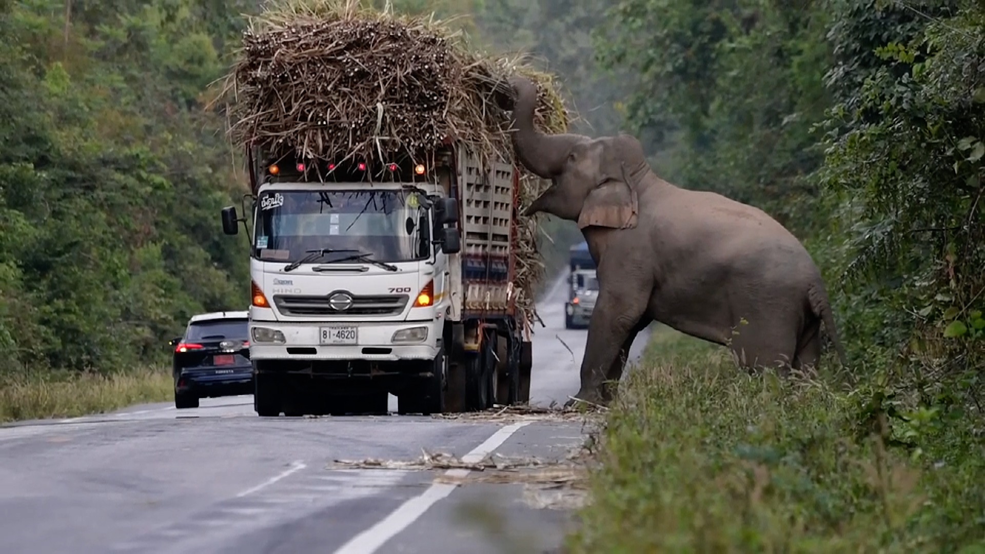 Endearing Interruption: Playful Elephant Grabs the Spotlight, Halts Traffic for a Sugarcane Delight in Heartwarming Camera Snapshot