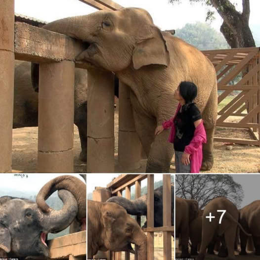 Touching Moment: Blind Elephant Rescued from Circus Finds Comfort in New Herd