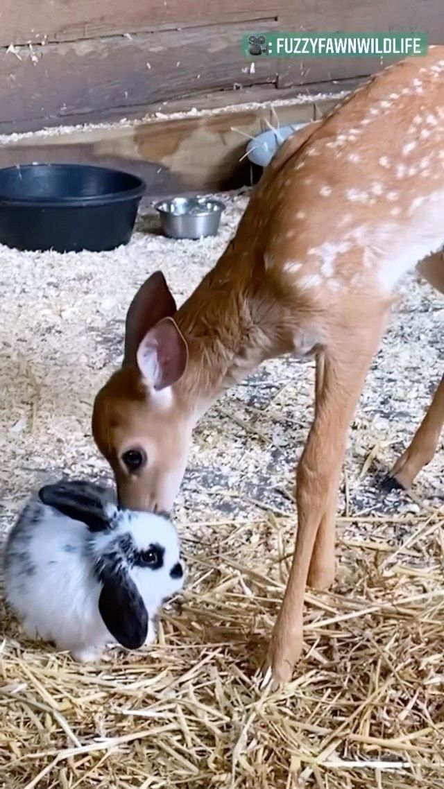 Unbreakable Connection: Baby Deer and Baby Bunny Forge Enduring Bond, Finding Comfort in Shared Nap Times