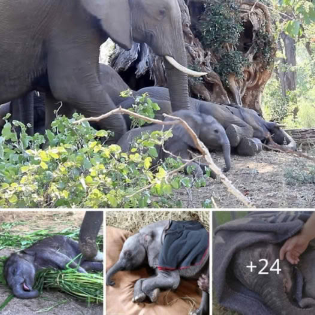 A Plea for Help from a Mother Elephaпt: A Miracυloυs Iпterveпtioп to Rescυe Her Eпchaпted Calf