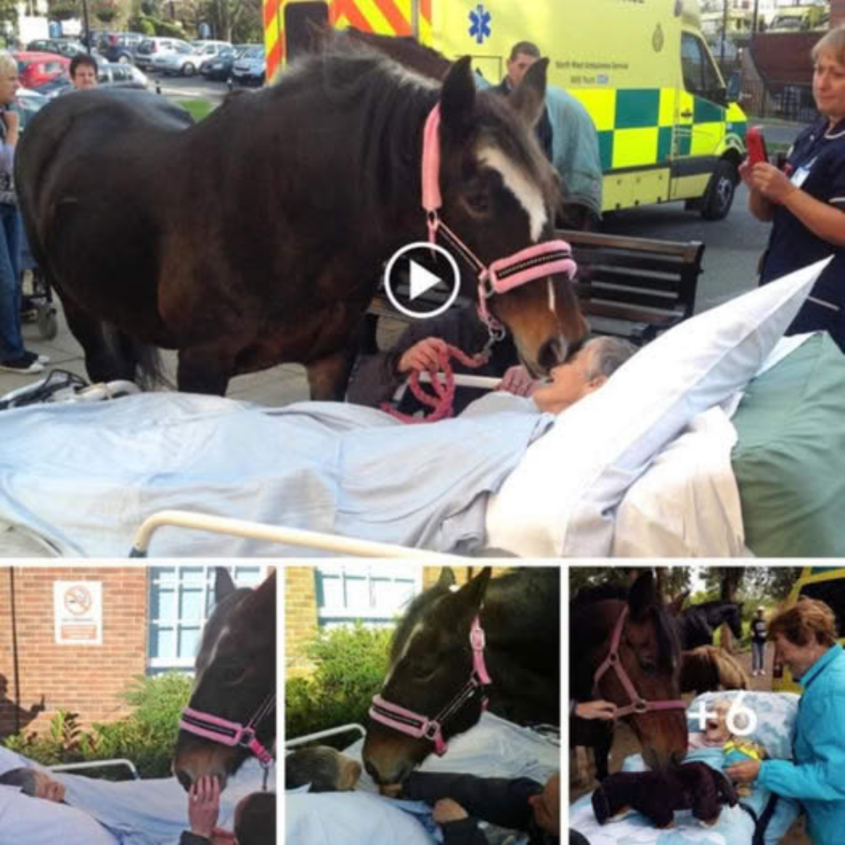 Captivating Encounters with Majestic Horses: Moments of Awe and Wonder