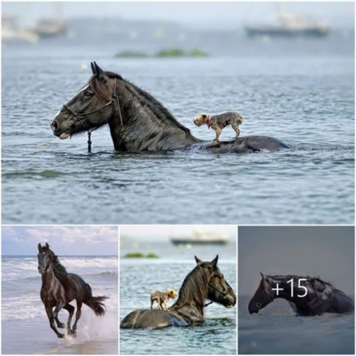 Making Millions of Hearts Melt – Touching the brave horse who jumped into the sea to save the drowning little dog’s life