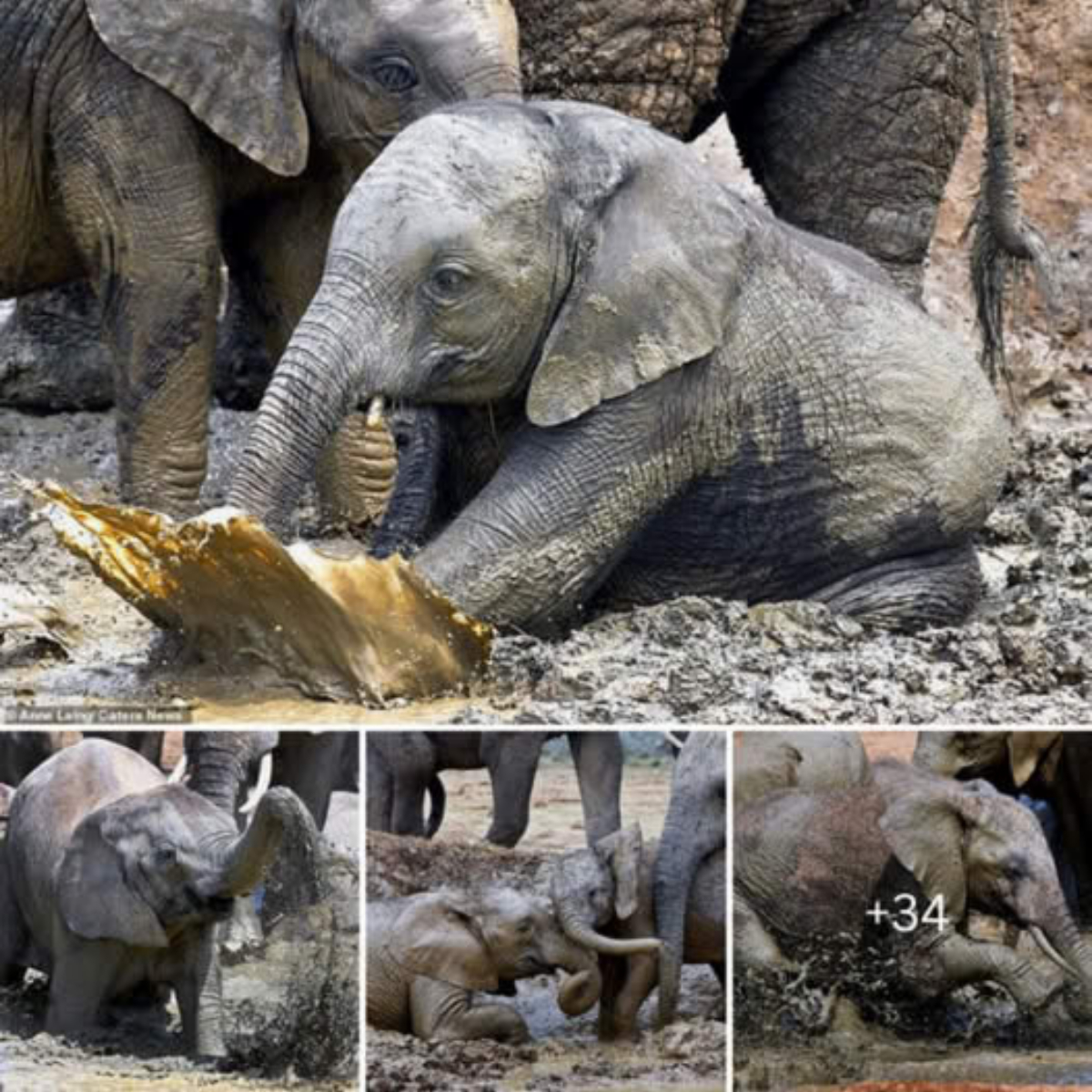 Playful Kids! Joyous and Laughter-filled Mud Baths of Baby Elephants at Addo Elephant National Park