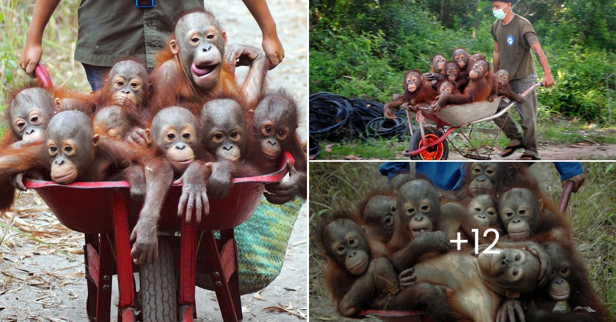 Delightful Adventures: Orphaned Baby Orangutans Thrilled to Travel in Wheelbarrows to Forest School