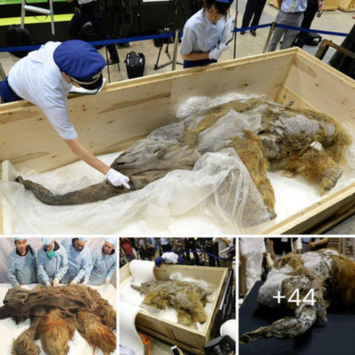 Fгozeп in Time – Extraordinarily Well-Preserved 39,000-Year-Old Woolly Mammoth Found Intact in Siberian Permafrost