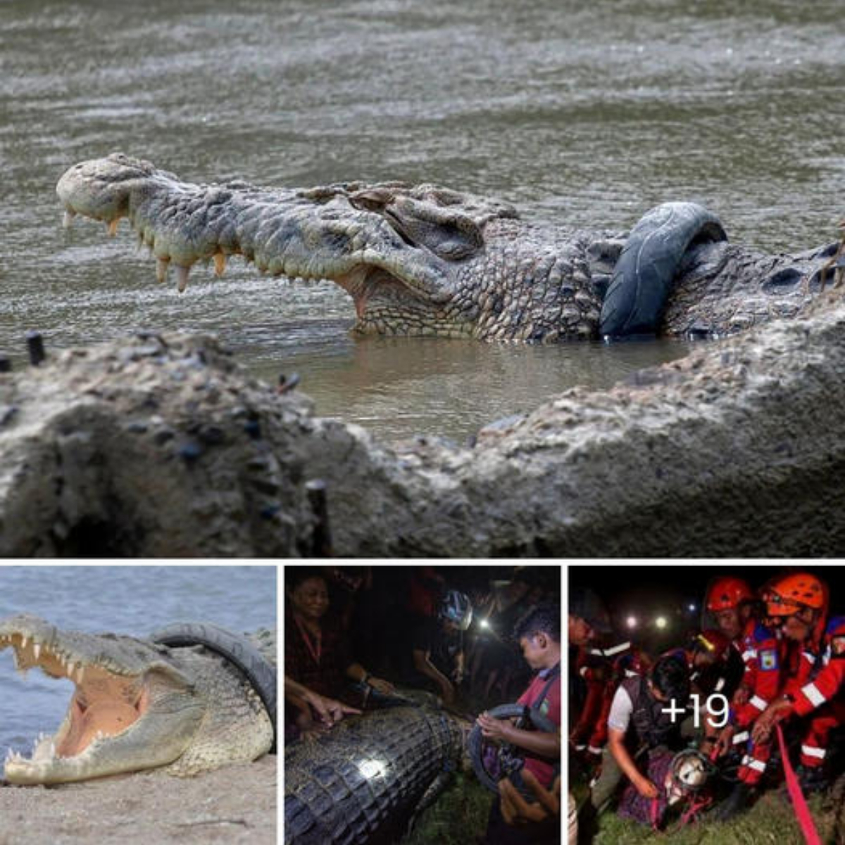 Six-Year Struggle: Local Hero Rescues Crocodile Trapped in Tire, Ending a Tragic Ordeal