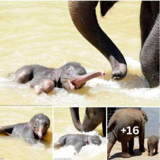 The 7-day-old baby elephant went swimming, but the pool had no float, so he had to rely on his mother’s trunk to get to shore safely