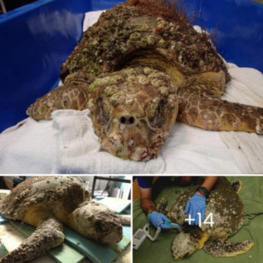 Libre al Fin: Perrito Rescatado Siente el Calor del Sol en su Rostro tras 15 Años de Encierro.