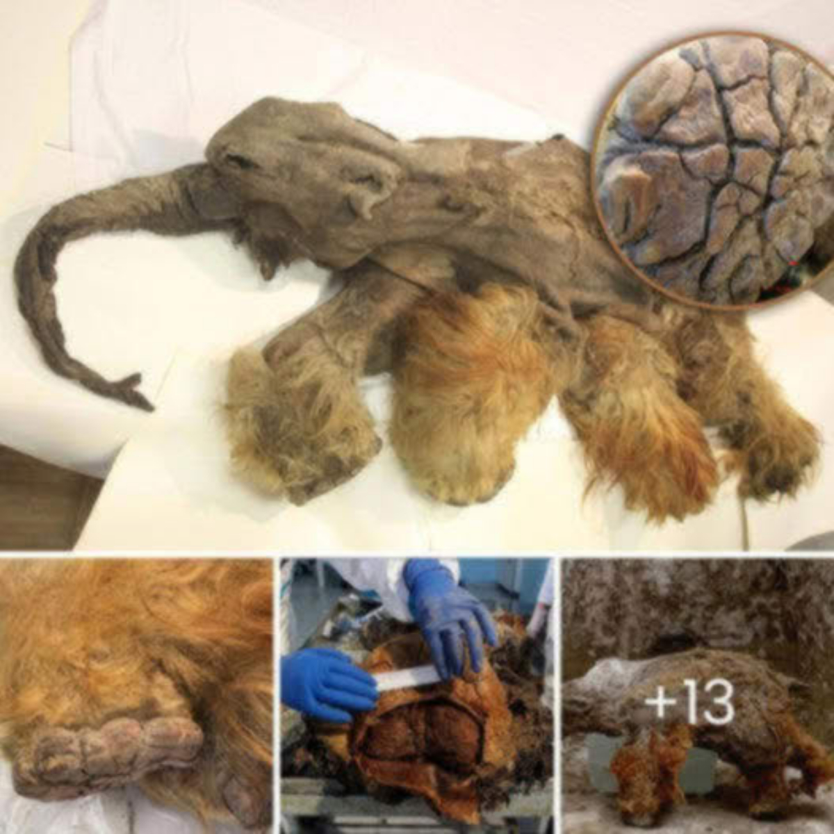 Remarkable Discovery of the Amazing Ginger Mammoth, Killed by Cavemen 10,000 Years Ago, Found Perfectly Preserved with an Intact Brain