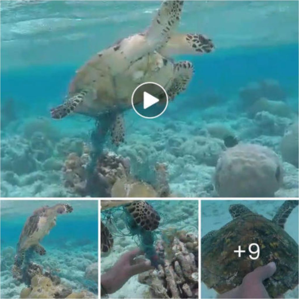 Heroic Rescue: Compassionate Man Saves Drowning Turtle Trapped in Water ...