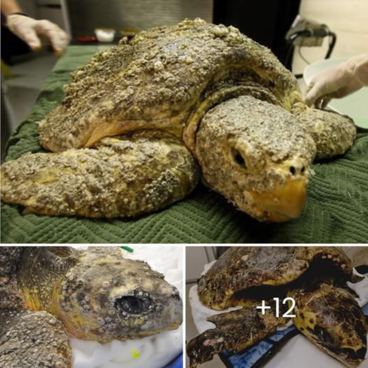 Miraculous Recovery: Turtle Shrouded in 4kg of Barnacles Rescued, Brought Back from the Brink of Death in a Heartwarming Tale