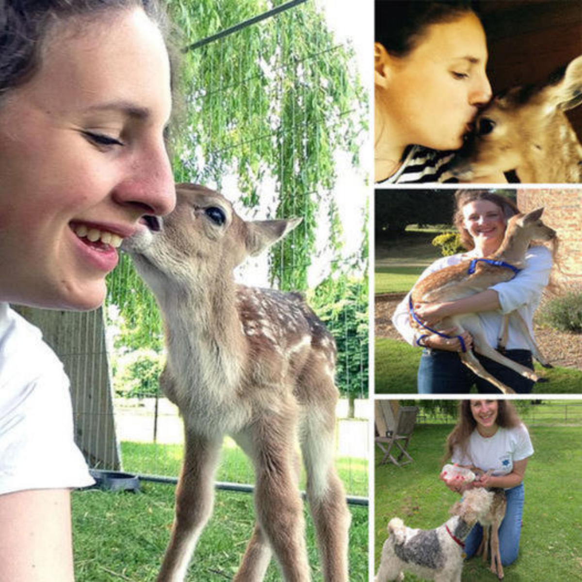 Sam the Lamb’s Miraculous Recovery: Heartwarming Journey from Highway Accident to Healing with Loving Care