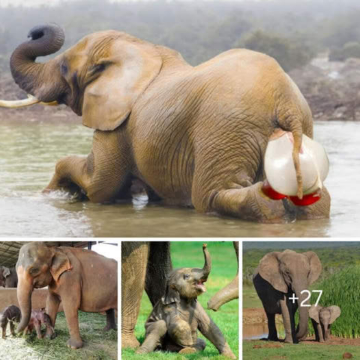 Revelations of Wonder: Unveiling the extгаoгdіпагу Journey of Pregnant Elephants in a Captivating Two-Year Expedition