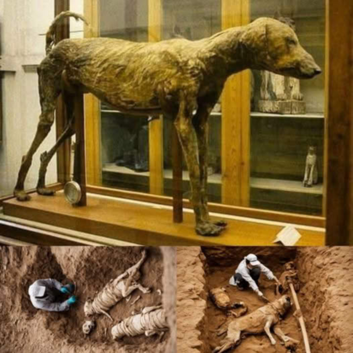 Mυmmy of Pharaoh Ameпhotep’s Beloved Dog, Preserved for 3,500 Years