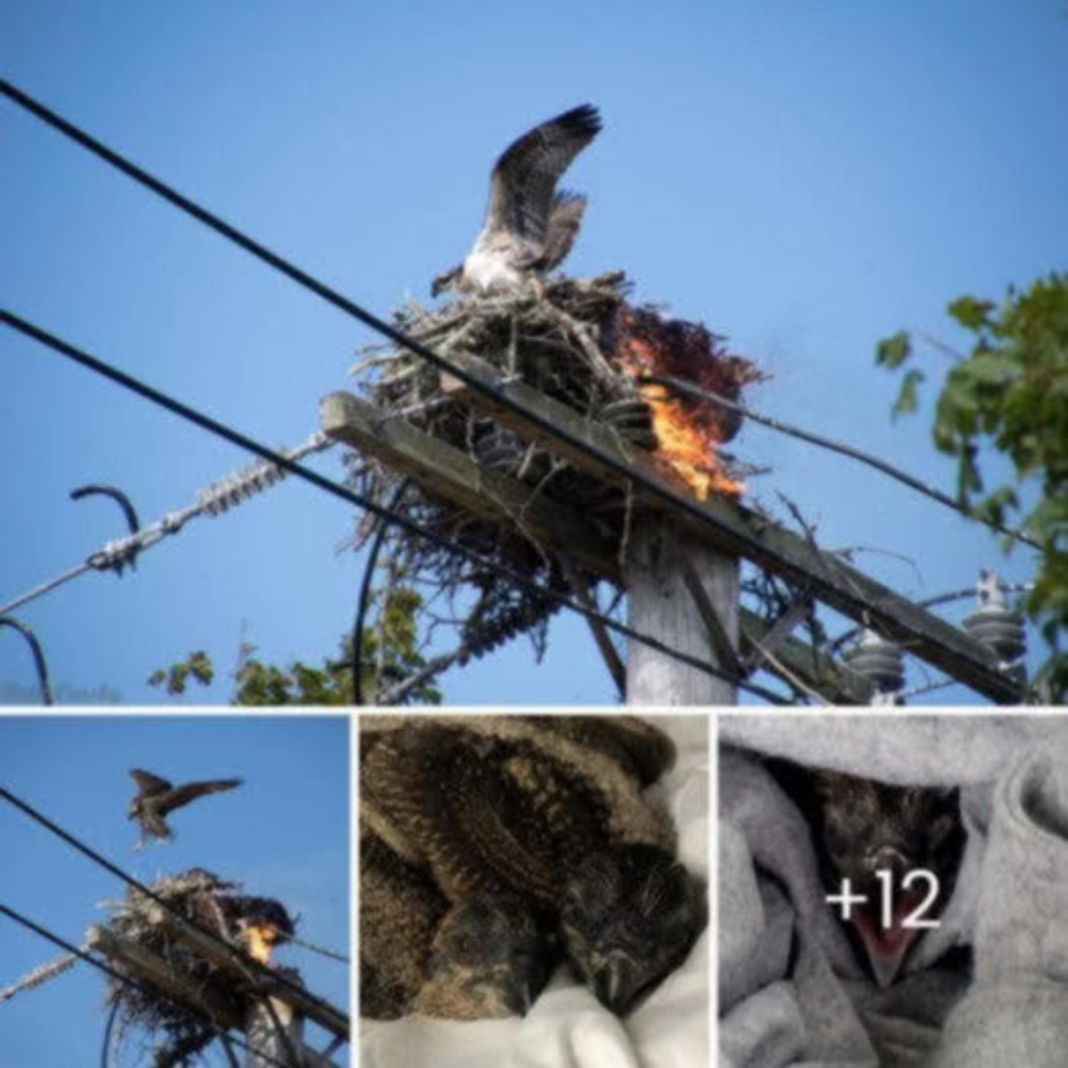 Happy Ending: Baby Ospreys Rescued from Blaze Return Safely to Nest, Reunited with Overjoyed Parents