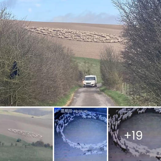 Mysterious Phenomenon: Hundreds of Sheep Seen Silently Walking in ‘Unnerving’ Circles Worldwide, Sparking Speculation of Alien Intelligence Control