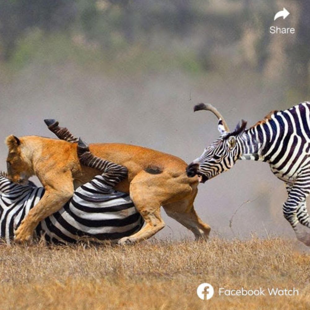 Rescue in the Rain: Yannick Saves Tiny Lost Puppy ‘Peanut,’ Providing Warmth, Bath, and Nourishment After a Harrowing Ordeal