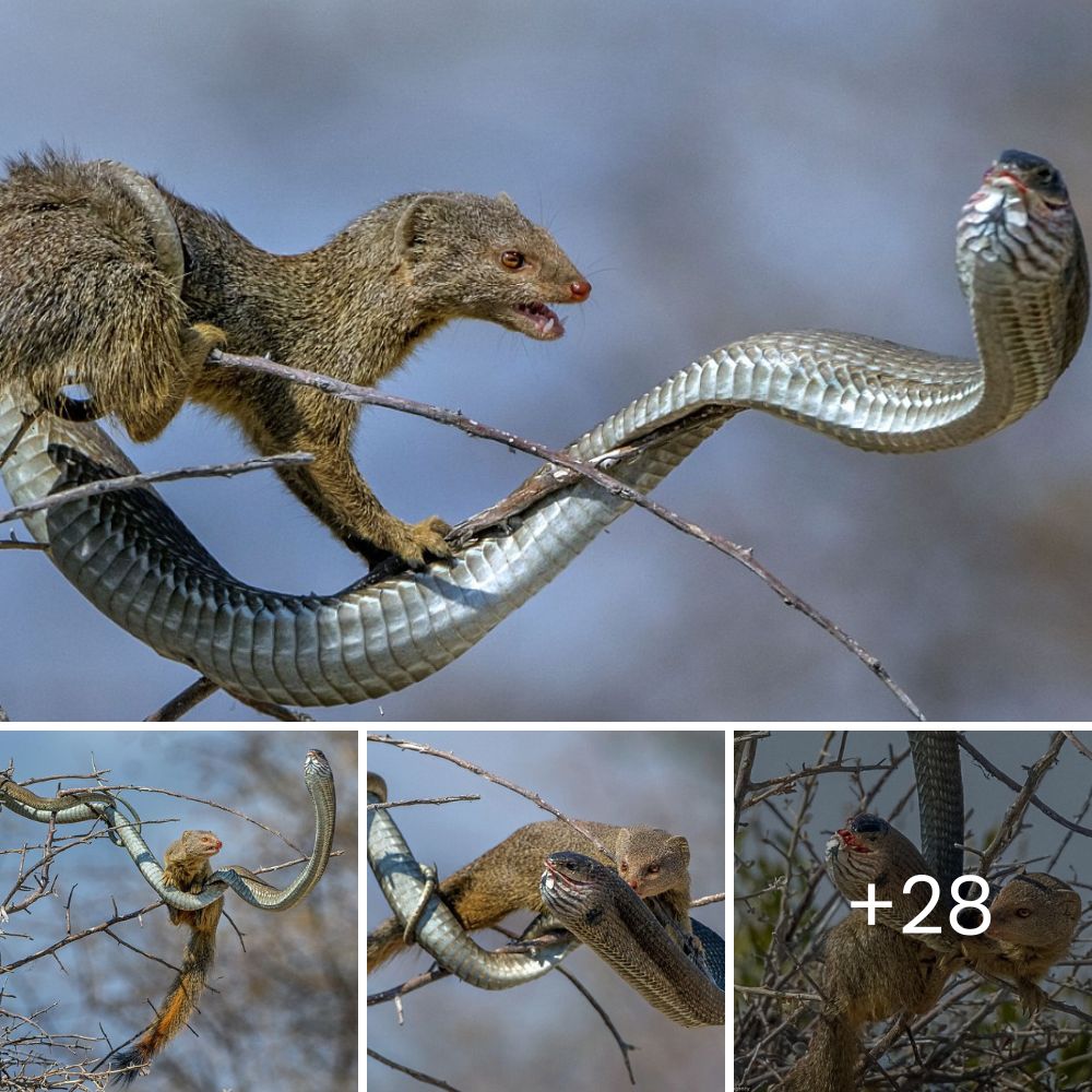 Dramatic Showdown: Heart-Stopping Video of Brave Mother Gazelle Desperately Battling Giant Eagle to Rescue Her Baby from Predator