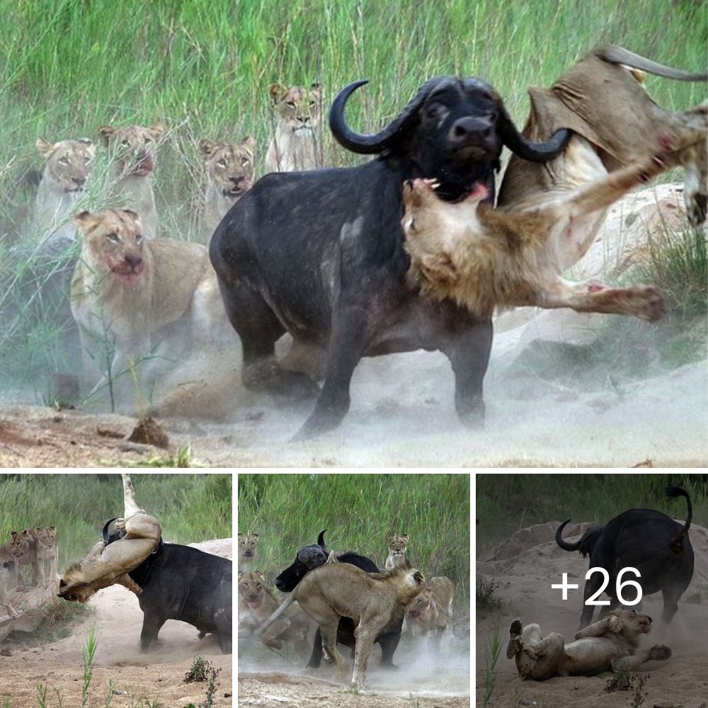 Terrifying Encounter: Family Trapped in Car as Pride of Lions Battles Over Impala Carcass Wedged Beneath Their Vehicle