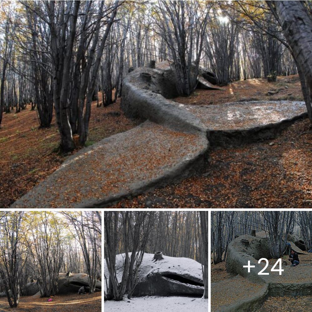 Perrita Liberada: Después de Años con una Pesada Cadena, Recupera la Esperanza y Encuentra la Felicidad en su Nueva Vida