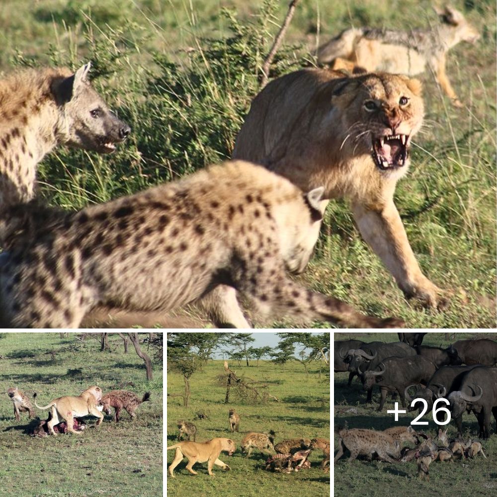 Dramatic Showdown: Baboons Brave Leopard to Avenge Fallen Companion, Risk Becoming Second Prey in Rarely Captured Encounter – Watch Now!