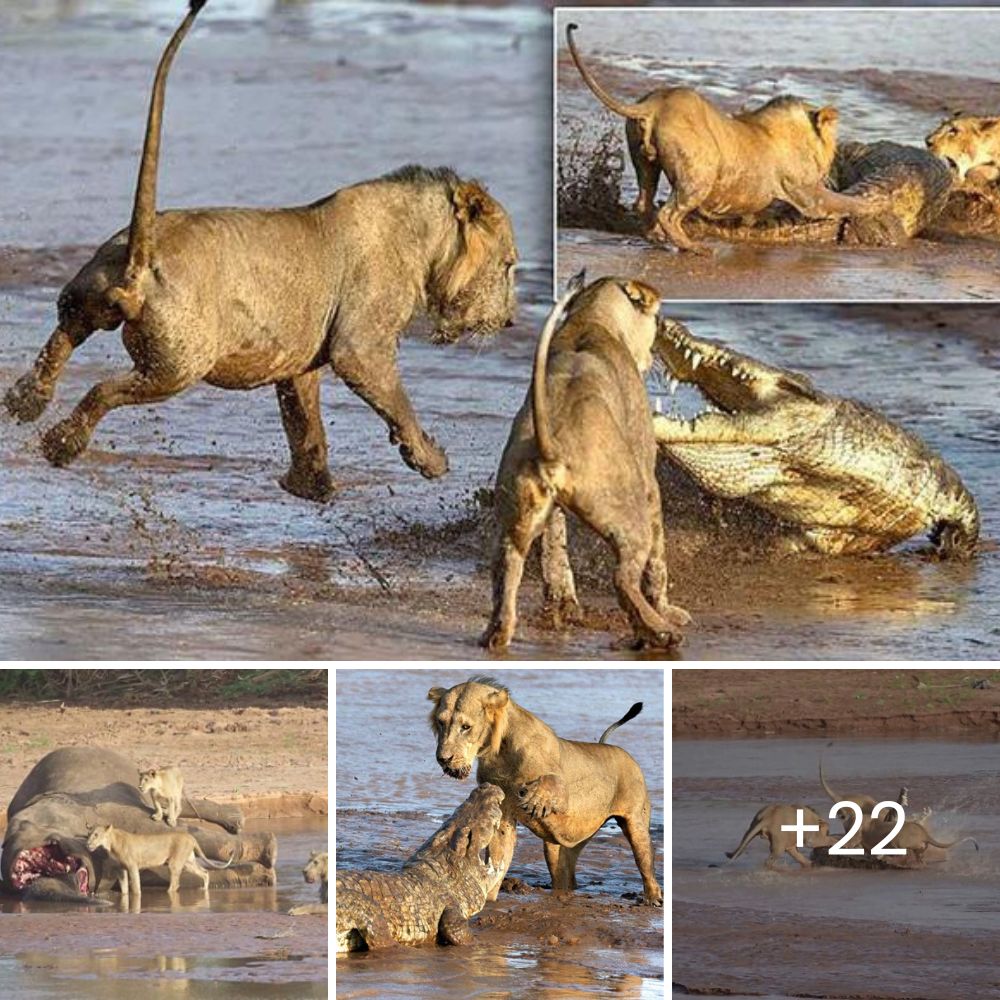 Heart-Wrenching Moment: Desperate Mother Impala Watches in Agony as Her Baby is Swallowed Whole by a Giant Python