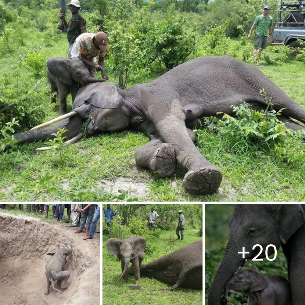 Heartwarming Encounter: Desperate Puppies Can’t Stop Hugging Each Other, Seeking Comfort After Losing Their Beloved Mom