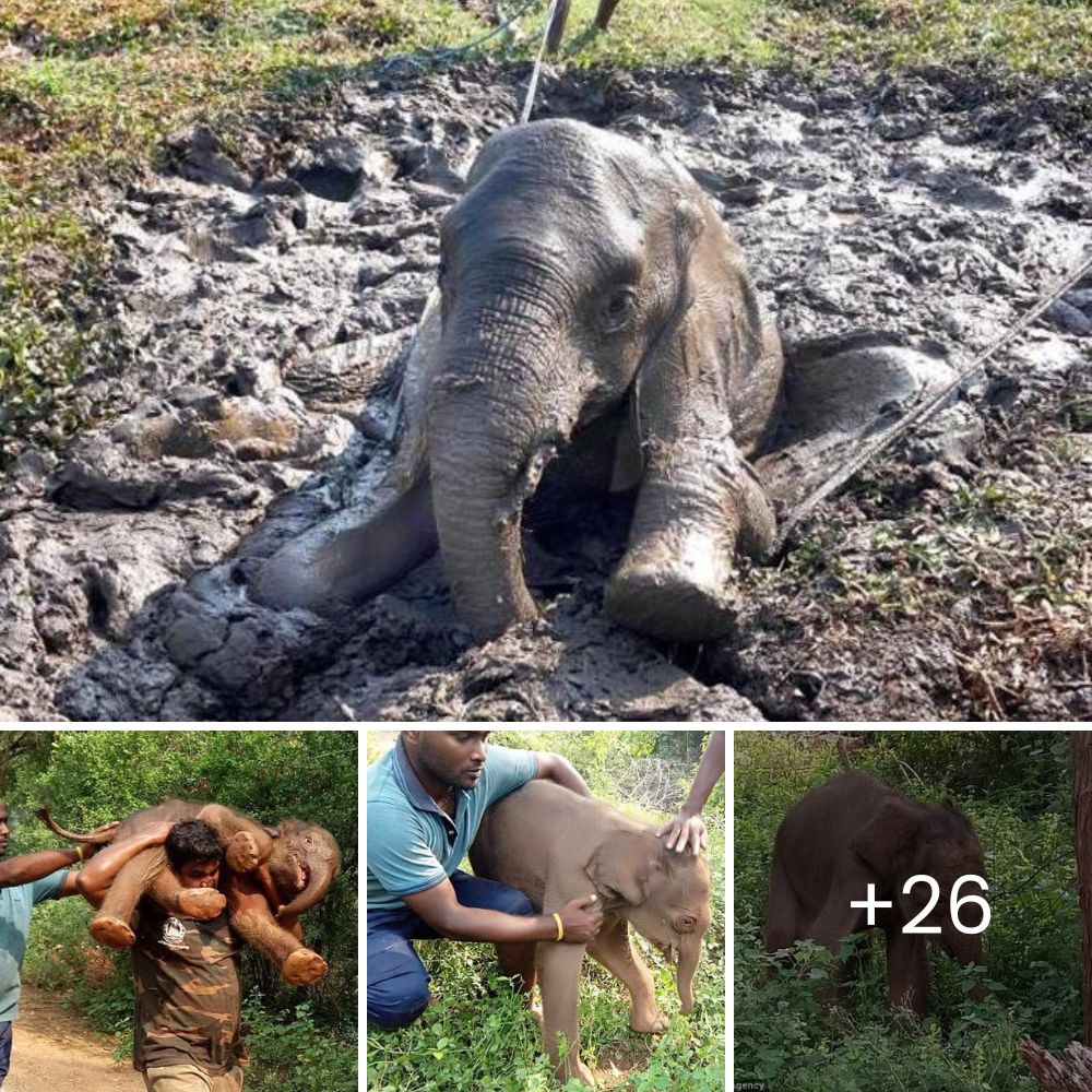 Jack the Lad’s Comeuppance: Rogue Male Lion Savaged by Rivals After Venturing Too Close to Female in Their Pride