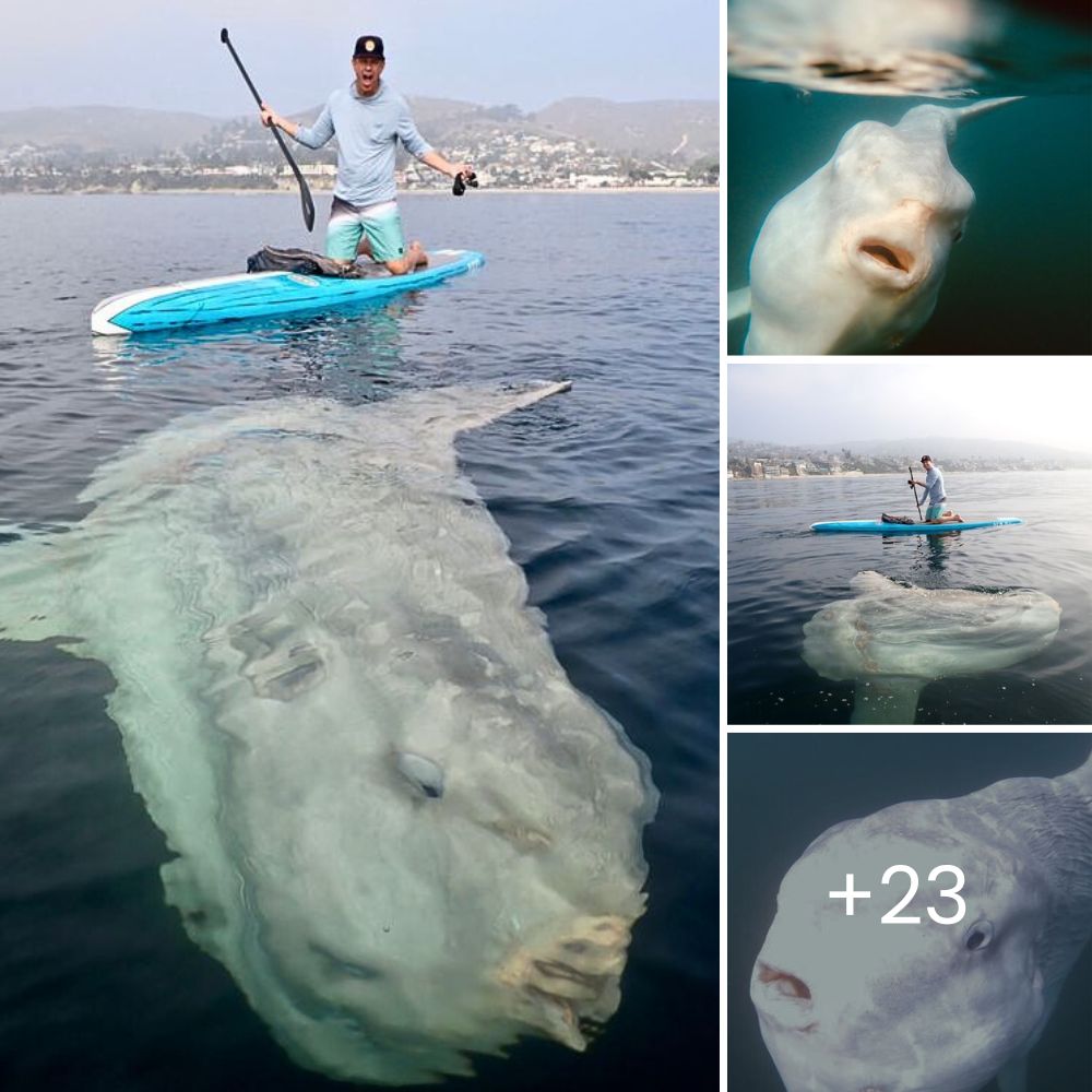 Conmovedora Historia: Perro con Pasado Abusivo Espera Toda su Vida por el Amor Incondicional que Siempre Ha Anhelado