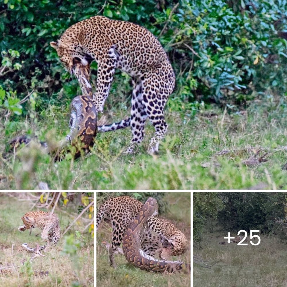 For the first few days, he would barely eat! Desolate Dog Returned to Shelter, Finds Hope and Love in an Unlikely Turn of Events