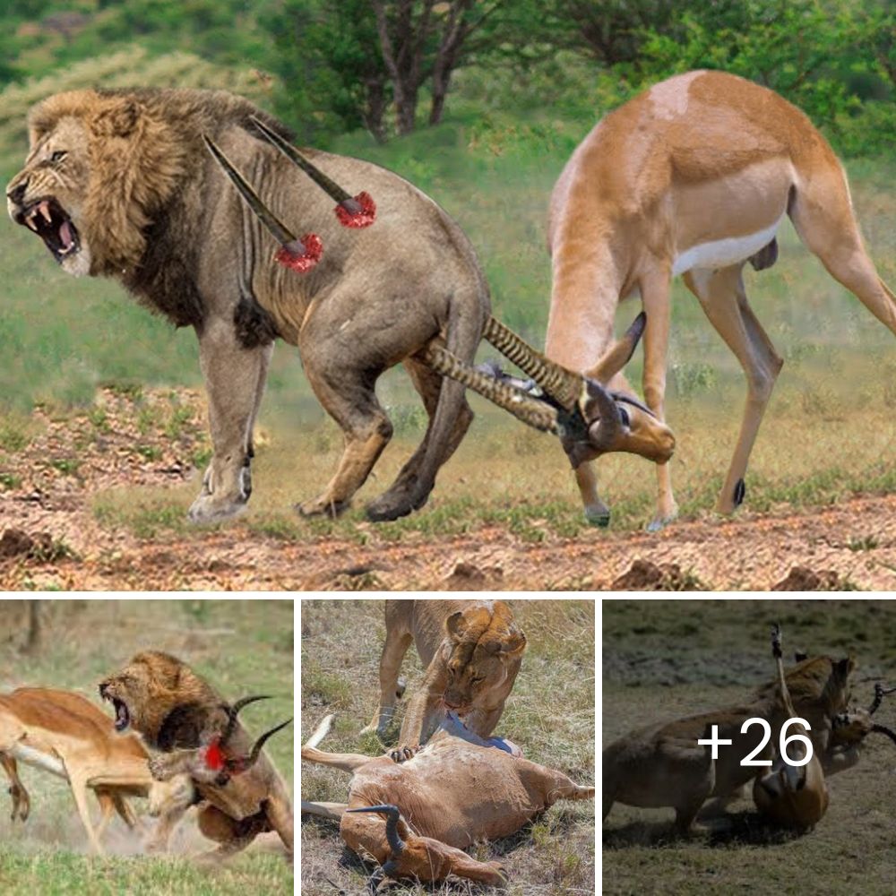 Conmovedora Historia: Pitbull Rechazado y Estigmatizado Pasa sus Días Triste en su Celda, Esperando que Alguien Confíe en Él