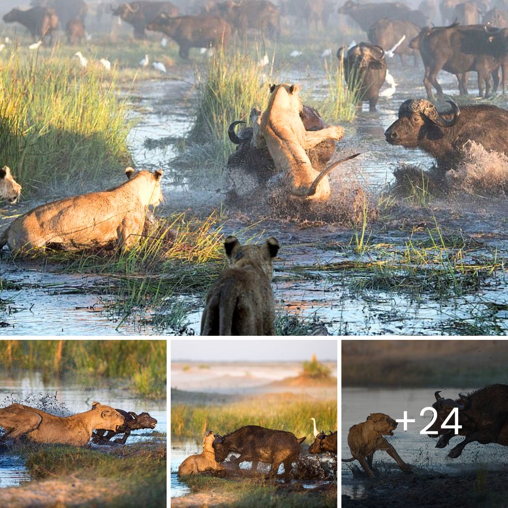 Life Is Never Easy! Heartwarming Rescue: Puppy Mauled by Dog is Safe and Healing Thanks to Dedicated Rescuers