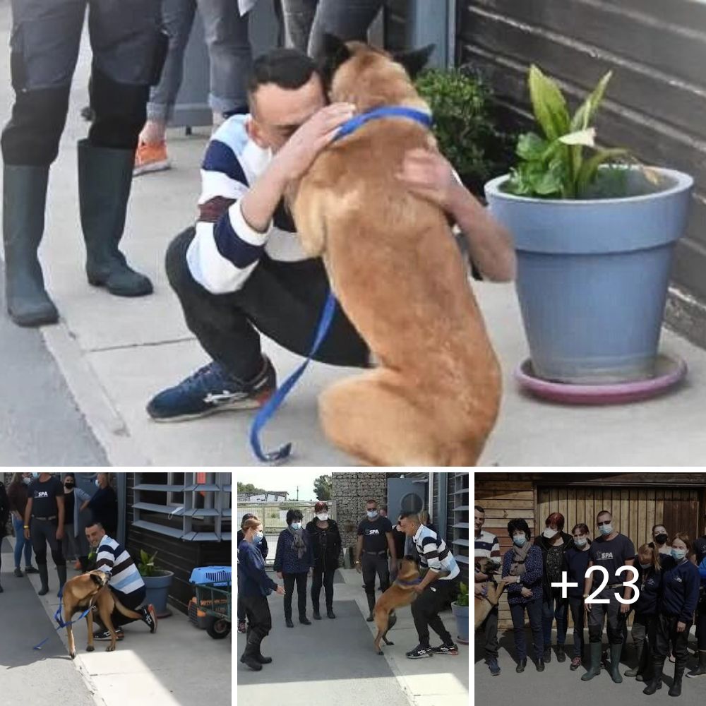 Historia Conmovedora: Perrita que Buscaba Comida en un Montón de Basura se Acurruca y Encuentra una Familia Amorosa