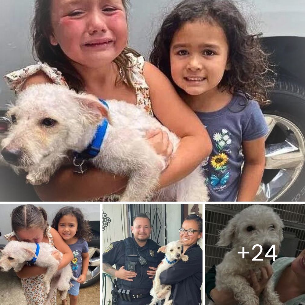 Conmovedor Encuentro: Perrito Ciego Rechazado Encuentra a su Más Fiel Compañero, un Lazarillo que Promete Nunca Abandonarlo