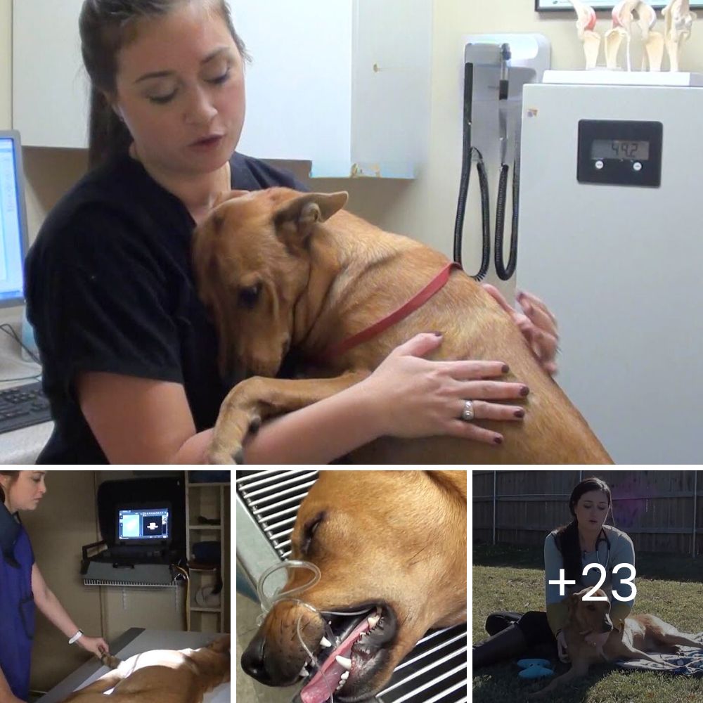 Desgarrador Encuentro: Llora al Hallar a una Perrita sin Vida, pero un Débil Aullido Lastimero le Devuelve la Esperanza