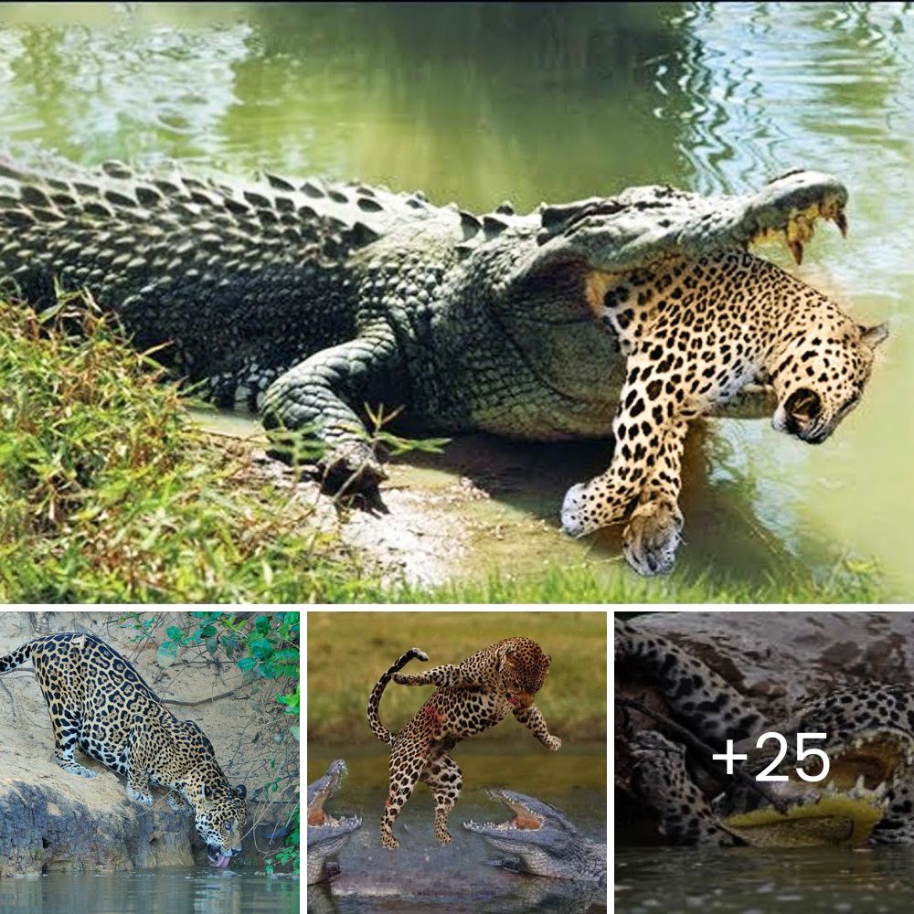 Desgarradora Escena: Perrito Muy Herido y Desolado Encontrado en la Esquina de un Templo, «Rezando» por su Vida