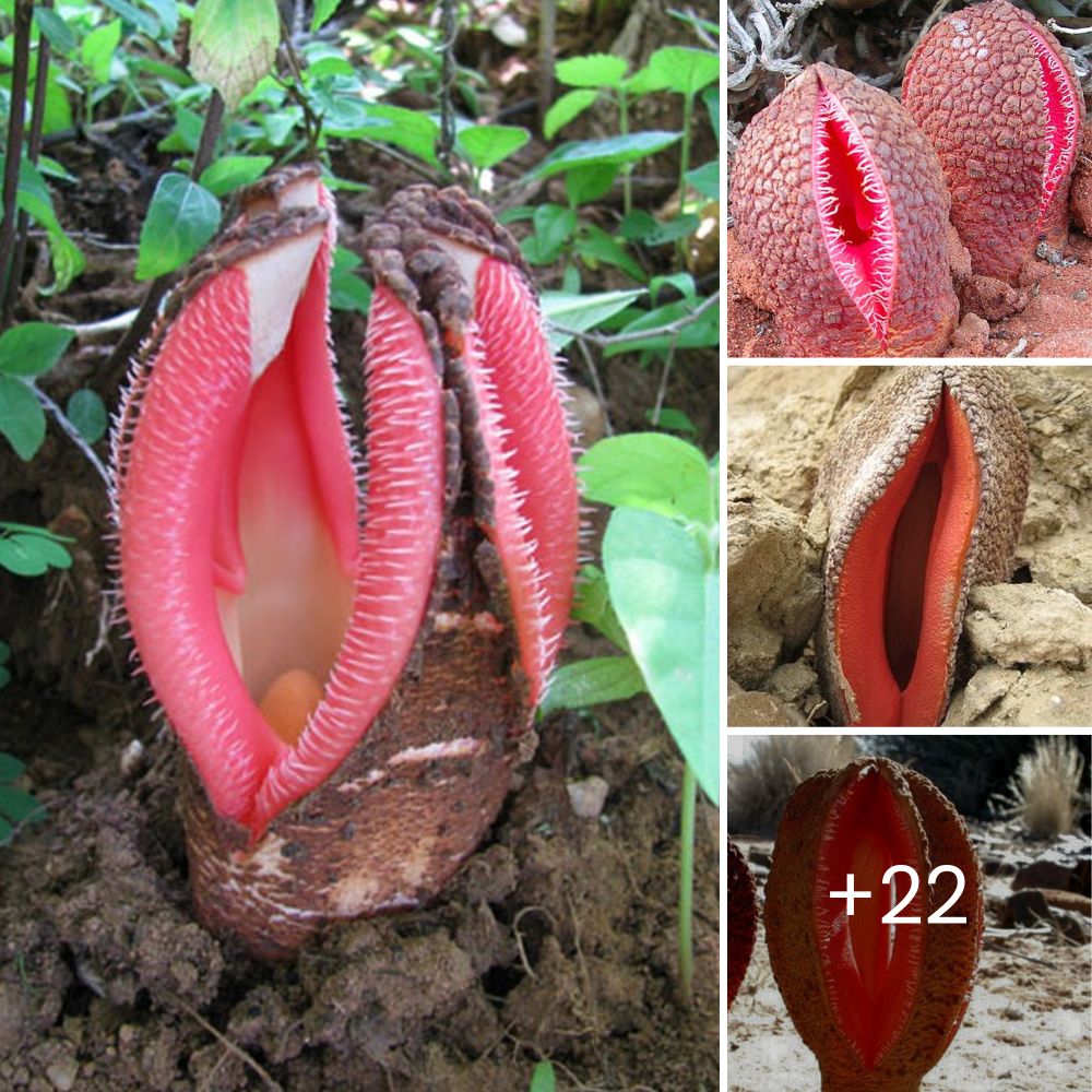 Valentía Infinita: Niño Arriesga su Vida al Correr entre el Tráfico para Rescatar a un Perro Atropellado