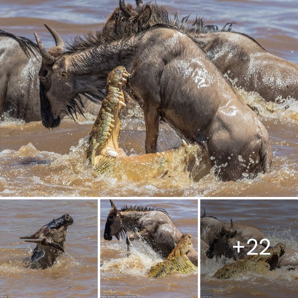 Heartbreaking Struggle: Wildebeest Miraculously Escapes After Fighting Off Cheetah, Hyena, and Jackal in One Harrowing Hunt for Survival